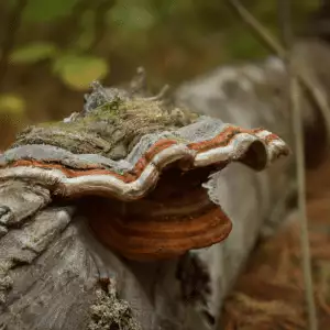 Ganoderma Lucidum